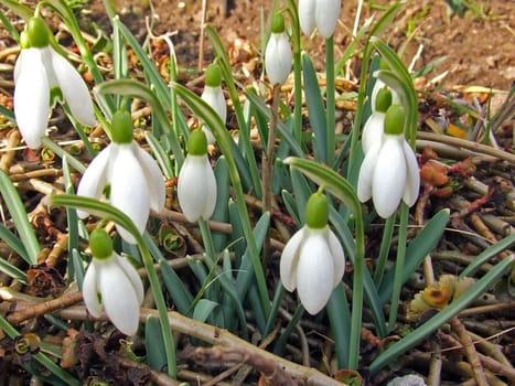 Snowdrop