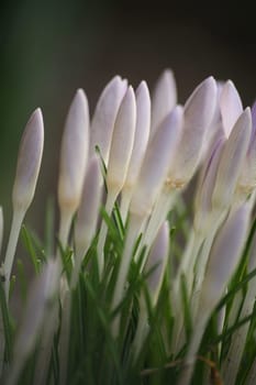 Here in pale purple