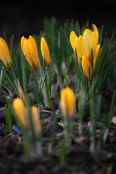 Early bloomers