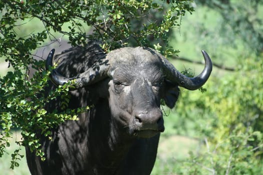 2007 South Africa,Kruger Park