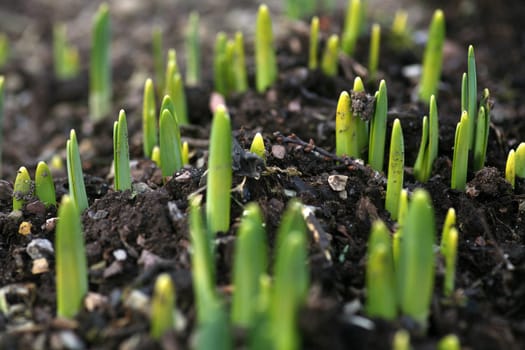 Daffodil sprouts