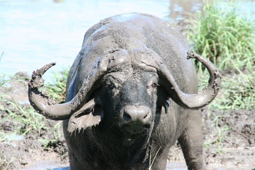 2007 South Africa,Kruger Park