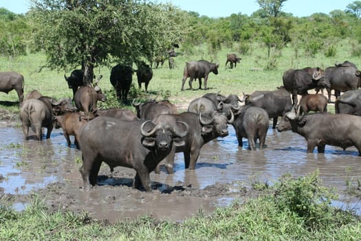 2007 South Africa,Kruger Park