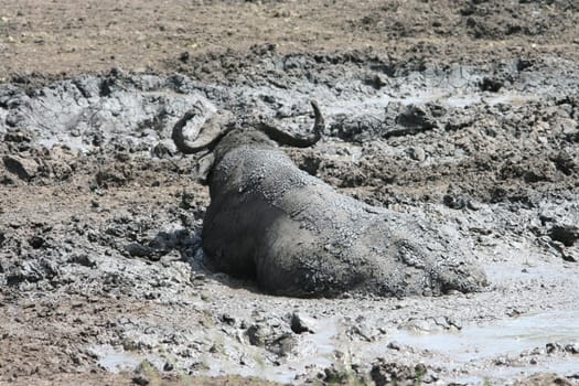 2007 South Africa,Hluhluwe