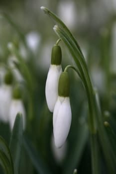 Snowdrop