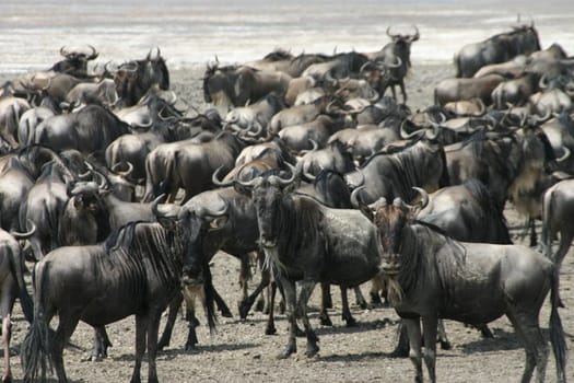 2004 Tanzania (Ndutu) wildebeest migration