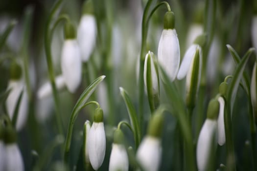 Snowdrop