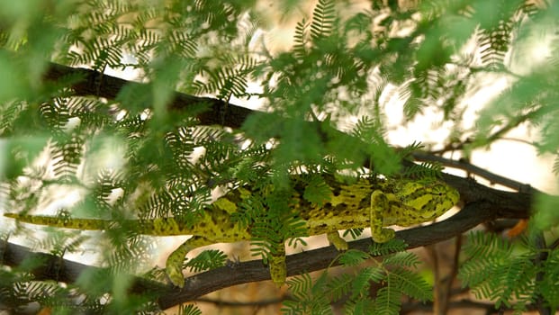 Lapp chameleon
