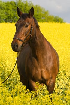 Horse in rapeseed field