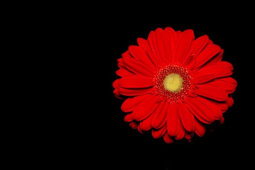Red gerberas