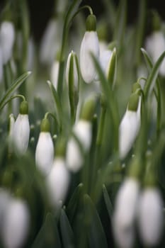 Snowdrop