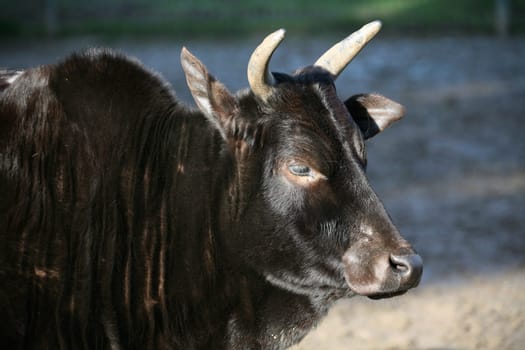 Zebu