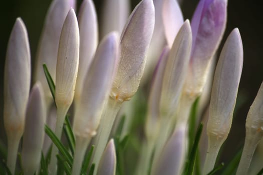 Here in pale purple