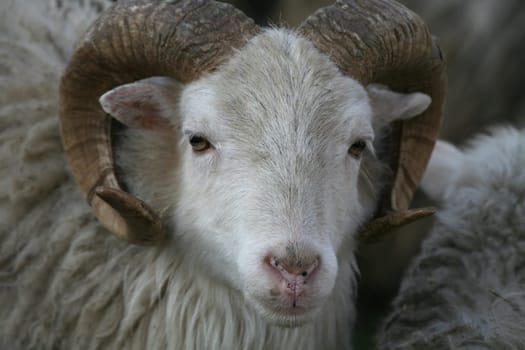Shaggy farm animal