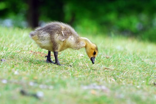 in the meadow