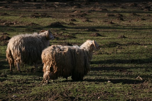 Skudden - this breed of sheep is on the Red List of Endangered Farm Animals!