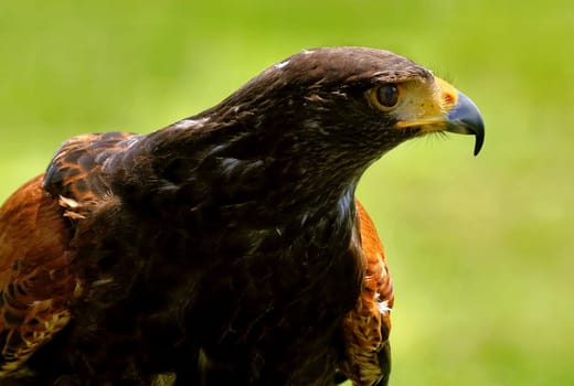 Proud bird