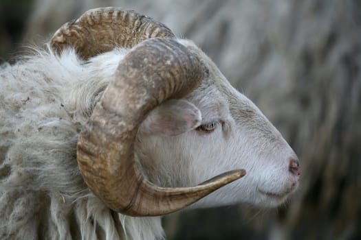Shaggy farm animal
