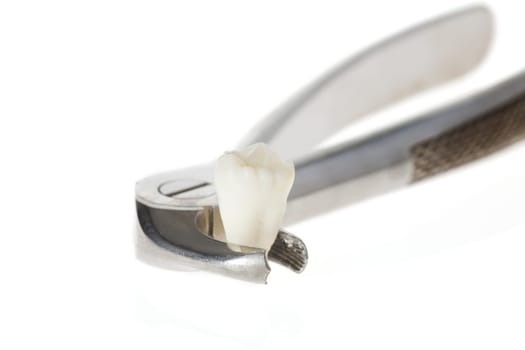 Tooth in forceps