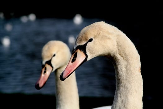 Double head