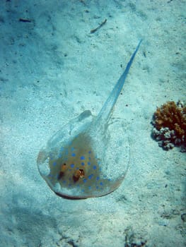 Blue-spotted rays