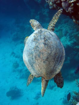 Hawksbill turtle