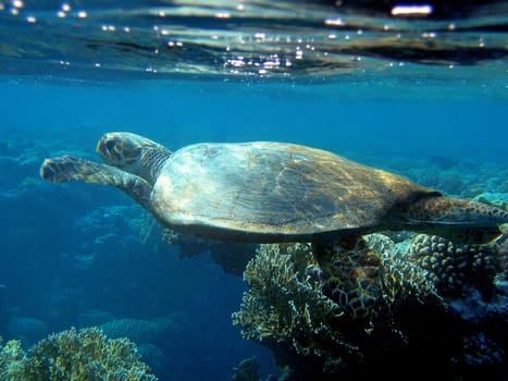Hawksbill turtle