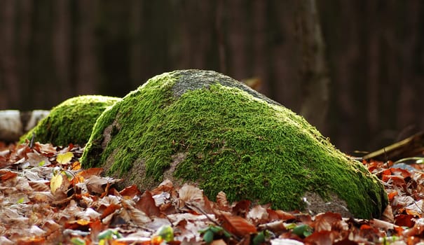 Even if the path is sometimes rocky and we fall from time to time,it is always worthwhile to get up again and look at life from a different perspective--------With this picture I wish everyone a nice weekend