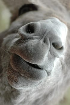 Donkey's snout