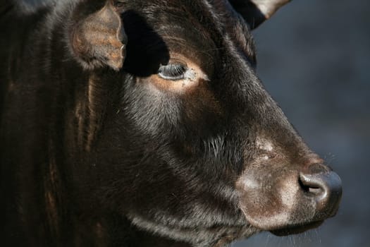 Zebu