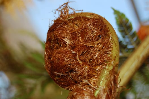 Tree fern Dicksonia