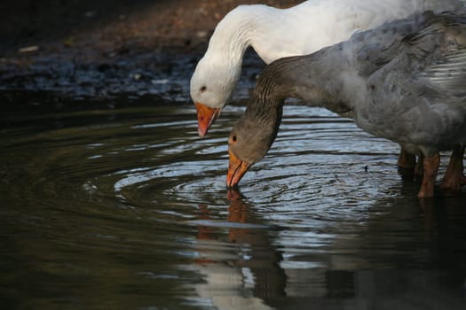 Drinking geese