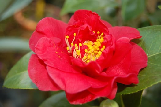 Camellia japonica