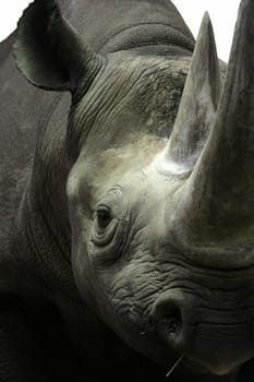 Rhinoceros portrait