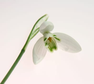 Snowdrop II