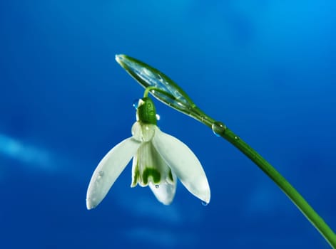 Snowdrop