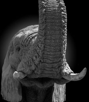 There was once an exhibition at the Berlin Zoo with sensational black-and-white portraits of some zoo animals (see www.zoogestalten.com),which inspired me to give it a try.