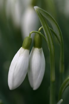 Snowdrop
