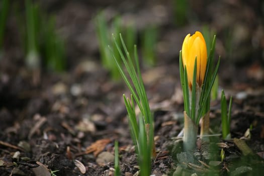 Early bloomers