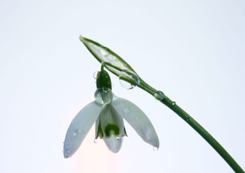 Snowdrop III
