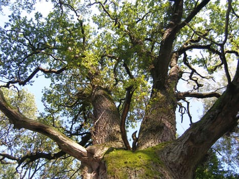Old strong oak in the Reinhardswald near Kassel.