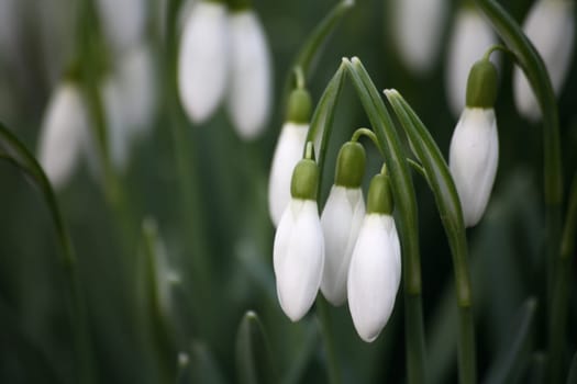 Snowdrop