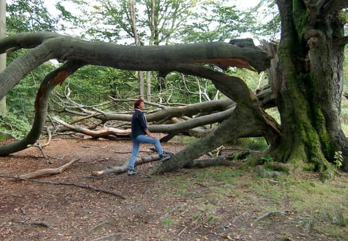 In this photo,the woman is supposed to provide a size comparison. It is a great pity when such old trees break!