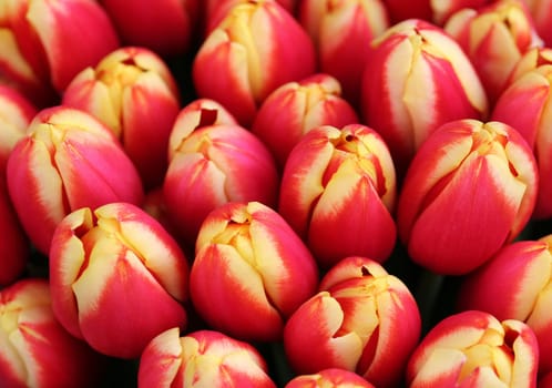 Tulips
