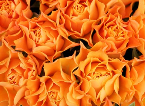 A bouquet of roses...