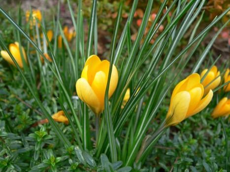 Heralds of spring