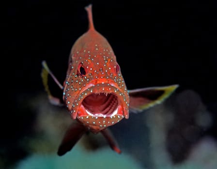 Deep red glowing jewel groupers populate the reefs in the Red Sea near Jeddah,Saudi Arabia.