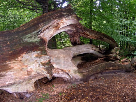 In the Reinhardswald near Kassel there is still a real primeval forest!