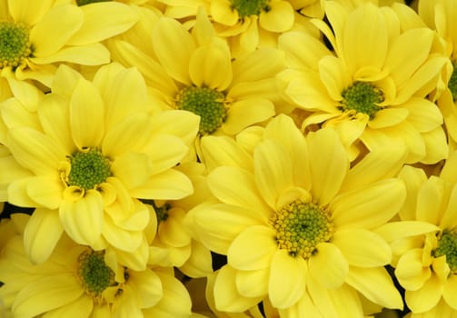 Yellow Impression....