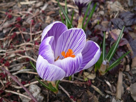 Crocus